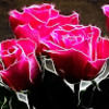 nazia_siddique